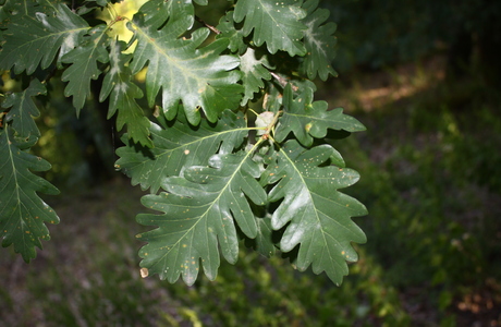Traubeneiche (Quercus petraea) - © Emanuel Trummer